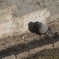 311-6006 Tallinn - Blind Pigeon