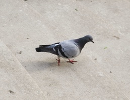 Milwaukee Pigeon