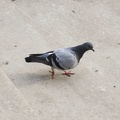 Milwaukee Pigeon