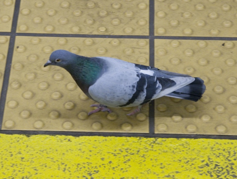 312-1640-Philadelphia-Subway-Pigeon.jpg