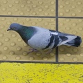 312-1640 Philadelphia Subway - Pigeon