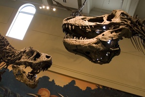 312-1390 Tyrannosaurus Rex