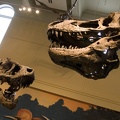 312-1390 Tyrannosaurus Rex