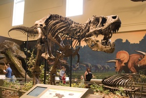 312-1394 Tyrannosaurus Rex (Holotype)