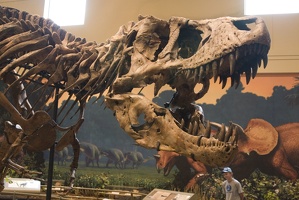 312-1408 Tyrannosaurus Rex (Holotype)