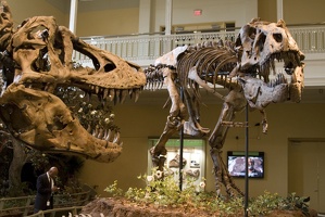 312-1415 Tyrannosaurus Rex (Holotype on the left)