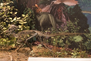 312-1423 Pachycephalosaurus wyomingensis