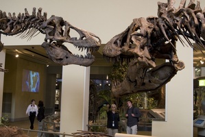 312-1436 Tyrannosaurus Rex