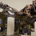 312-1436 Tyrannosaurus Rex