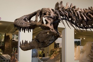 312-1444 Tyrannosaurus Rex (Holotype)