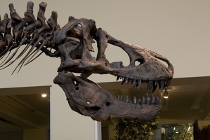 312-1445 Tyrannosaurus Rex