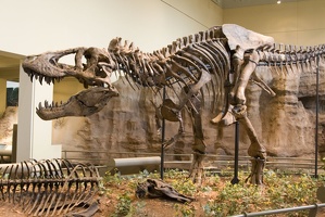 312-1453 Tyrannosaurus Rex (Holotype)