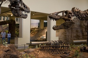 312-1454 Tyrannosaurus Rex (Holotype on the right)
