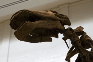 312-1458 Apatosaurus louisae (Holotype)