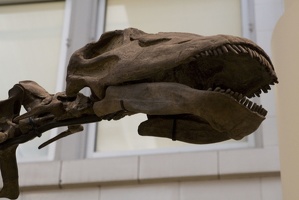 312-1493 Diplodocus carnegii head (Holotype)