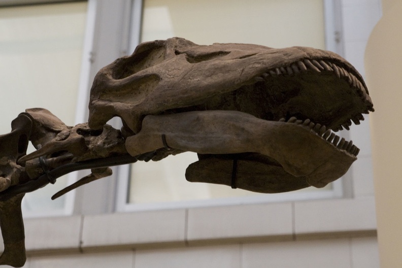 312-1493-Pittsburgh-CMNH-Diplodocus-carnegii-Holotype.jpg