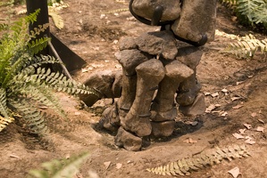 312-1498 Diplodocus carnegii foot (Holotype)