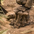 312-1498-Pittsburgh-CMNH-Diplodocus-carnegii-Holotype.jpg