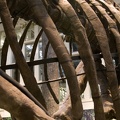 312-1500 Allosaurus fragilis