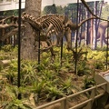 312-1514 Allosaurus fragilis