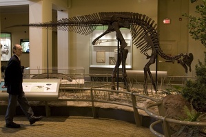 312-1520 Corythosaurus casuarius