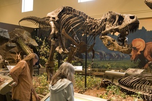 312-1537 Tyrannosaurus Rex (Holotype)