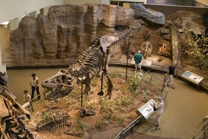 312-1553 Tyrannosaurus Rex (Holotype)