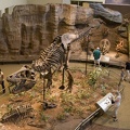 312-1553 Tyrannosaurus Rex (Holotype)