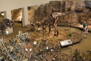 312-1558 Tyrannosaurus Rex (Holotype)