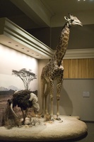 312-1568 Ostrich and Giraffe