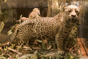 312-1580 Jaguar