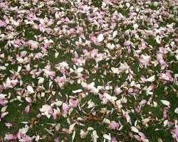 20030403-0966-Magnolia-Petals-1280x1024