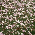 20030403-0966-Magnolia-Petals-1280x1024