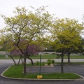 20030423-1220-Yellow-Trees-1280x1024