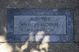 106_1500_Moon_Tree_American_Sycamore.jpg