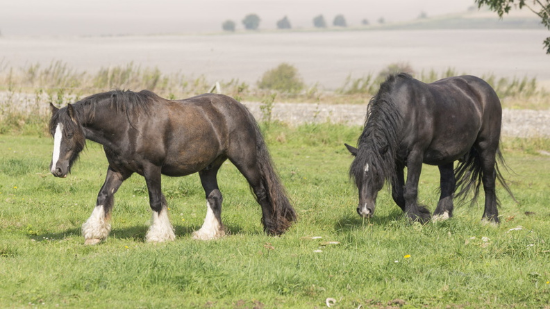 404-3275 Wiltshire Horses.jpg