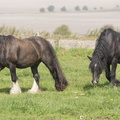 404-3275 Wiltshire Horses
