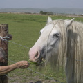 404-3283 Lynne with Wiltshire Horse.jpg