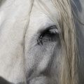 404-3293 Wiltshire Horse.jpg