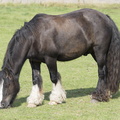 404-3328 Wiltshire Horse
