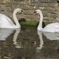 404-3856 Castle Combe Swans