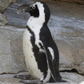 403-2535 Madison - Henry Vilas Zoo Madison - African Penguin