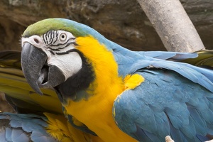 403-2610 Madison - Henry Vilas Zoo - Macaw