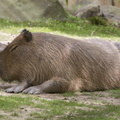 403-2706 Madison - Henry Vilas Zoo - Capybara