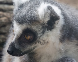 403-2740 Madison - Henry Vilas Zoo - Ring Tailed Lemur