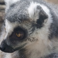 403-2740 Madison - Henry Vilas Zoo - Ring Tailed Lemur