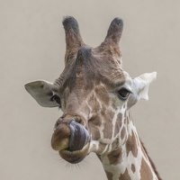 403-2774 Madison - Henry Vilas Zoo - Reticulated Giraffe