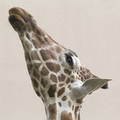 403-2777 Madison - Henry Vilas Zoo - Reticulated Giraffe