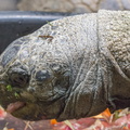 403-2870 Madison - Henry Vilas Zoo - Aldabra Tortoise