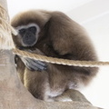 403-2905 Madison - Henry Vilas Zoo - White Handed Gibbon